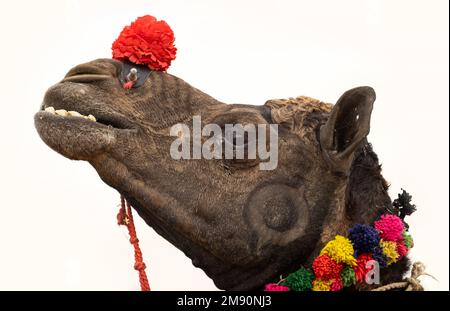 Kamele am Pushkar Fair, auch genannt die Pushkar Camel Fair oder lokal als Kartik Mela ist eine jährliche mehrtägige Vieh fair und kulturellen in statt. Stockfoto