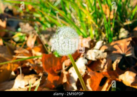 Weißer, reifer Löwenzahn unter den Blättern im Herbst Stockfoto