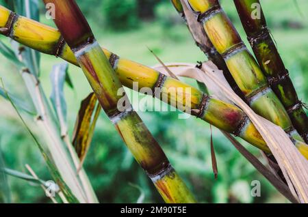 Nahaufnahme Zuckerrohr, frisches Zuckerrohr zur Extraktion des Saftes Stockfoto
