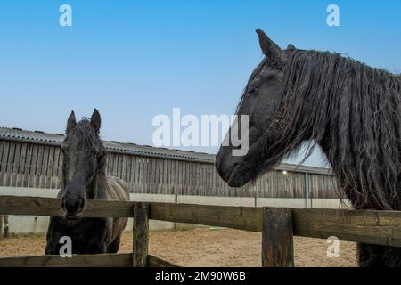 Zwei friesische Pferde, die über den Zaun in der Sandtrainingshalle schauen Stockfoto