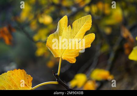 Nahaufnahme eines gemeinsamen Feigenblattes mit Hintergrundbeleuchtung von der Sonne in der Wintersaison. Stockfoto