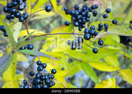 Reife schwarze und blaue saftige Beeren von sambucus, die im Herbst auf einem grünen Busch wachsen Stockfoto