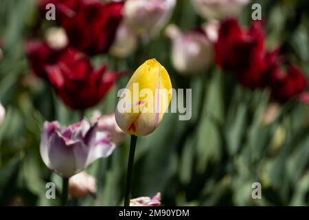 Zitronengelbe Tulpe mit einem roten Schuss. Stockfoto