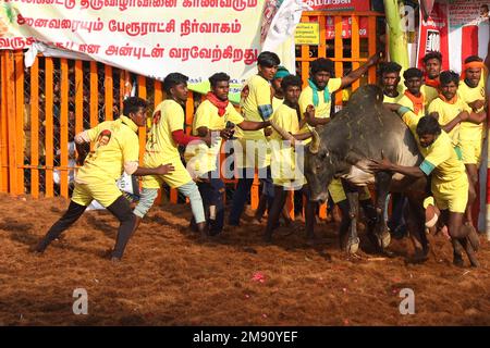 Madurai, Tamil Nadu, Indien. 16. Januar 2023. Während des jährlichen traditionellen Stierzähmfestivals „Jallikkattu“ im Dorf Palamedu am Stadtrand von Madurai in Tamilnadu versucht ein Teilnehmer, einen Stier zu kontrollieren. Jallikattu ist ein traditioneller Tamil-Stierkampf-Sport, der während Pongal, einem Erntefest im indischen Bundesstaat Tamil Nadu, stattfindet. (Kreditbild: © Sri Loganathan/ZUMA Press Wire) NUR REDAKTIONELLE VERWENDUNG! Nicht für den kommerziellen GEBRAUCH! Stockfoto