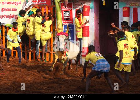 16. Januar 2023, Madurai, Tamil Nadu, Indien: Teilnehmer kontrollieren einen Stier während des jährlichen traditionellen Stierzähmfestivals „Jallikkattu“ im Dorf Palamedu am Stadtrand von Madurai in Tamilnadu. Jallikattu ist ein traditioneller Tamil-Stierkampf-Sport, der während Pongal, einem Erntefest im indischen Bundesstaat Tamil Nadu, stattfindet. (Kreditbild: © Sri Loganathan/ZUMA Press Wire) NUR REDAKTIONELLE VERWENDUNG! Nicht für den kommerziellen GEBRAUCH! Stockfoto