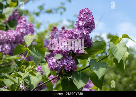 Ein lila Flieder in voller Blüte im Frühling Stockfoto