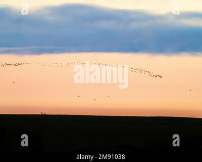 Eine Herde von Pink Footed Goose; Anser brachyrhynchus fliegt über Lucker, Northumberland, Großbritannien. Stockfoto