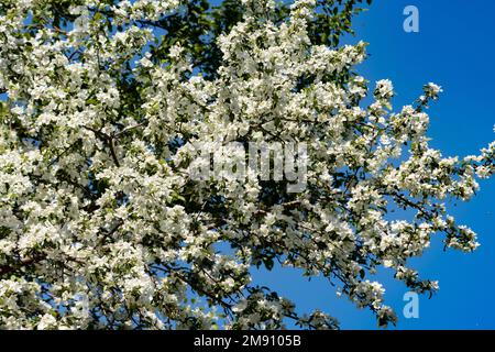 Ein Krabbenbaum in voller Blüte im Frühling mit einem Sprühnebel weißer Blüten Stockfoto