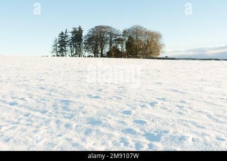 Schneebedeckte Felder mit Bäumen am Horizont, Northumberland Stockfoto