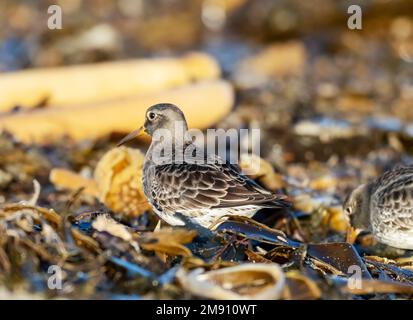 Purple Sandpiper; Calidris maritima, Fütterung am Strand in Bamburgh, Northumberland, Großbritannien. Stockfoto