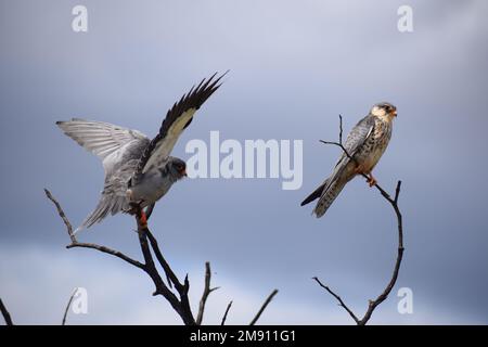 Ein paar Amur Falcons am Ende des Sommers wandern nach Südafrika und bereiten die Rückkehr nach Asien vor. Das Weibchen hat weiße Unterteile mit dunklen Chevrons. Stockfoto