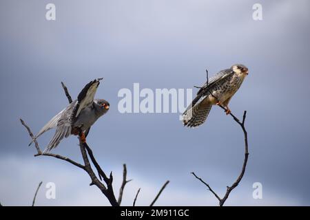 Ein paar Amur Falcons am Ende des Sommers wandern nach Südafrika und bereiten die Rückkehr nach Asien vor. Das Weibchen hat weiße Unterteile mit dunklen Chevrons. Stockfoto