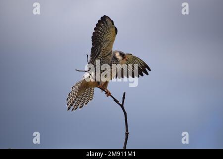 Amur Falcon fächert Schwänze und verbreitet lange Flügel als Vorbereitung auf eine lange Reise nach Asien nach Süd-Migration zum Kruger Park, Südafrika. Stockfoto