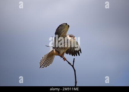 Amur Falcon fächert Schwänze und verbreitet lange Flügel als Vorbereitung auf eine lange Reise nach Asien nach Süd-Migration zum Kruger Park, Südafrika. Stockfoto