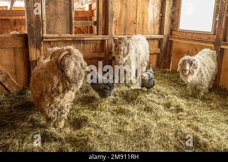 Angora-Ziegen auf einer Farm in Massachusetts Stockfoto