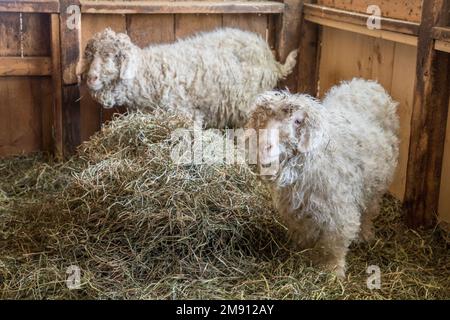 Angora-Ziegen auf einer Farm in Massachusetts Stockfoto