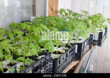 Auf dem Balkon des Hauses wachsen viele Tomatenkeimlinge. Stockfoto