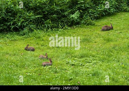 Wilde Kaninchenfamilie auf grüner Wiese neben dem Busch, wo sie sich verstecken, Mutter mit jungen Hasen, kleine Säugetiere in der Familie Leporidae. Stockfoto
