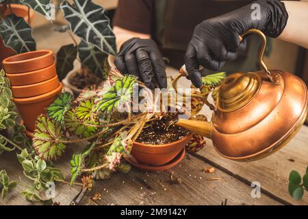 Gärtnerin mit schwarzen Gummischutzhandschuhen, die Innenpflanzen nach dem Repot mit einer kupferfarbenen Teekanne bewässert. Anbau von Pflanzen zu Hause oder von gree Stockfoto