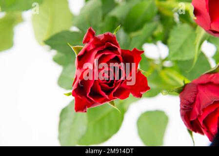 Nahaufnahme einer roten Rosenblume mit grünen Blättern von oben auf weißem Hintergrund. Stockfoto