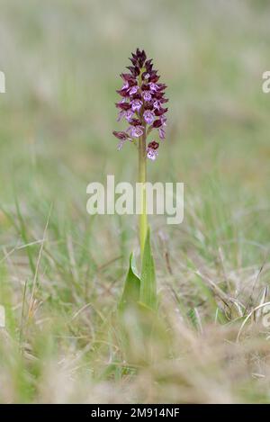 Lady Orchid (Orchis purpurea) im Frühling. Frankreich Stockfoto