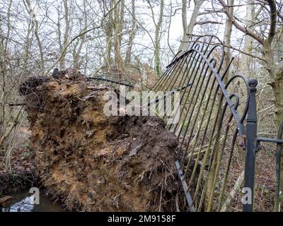 Ein Zaun wurde beschädigt, als ein Baum in Waldgebieten bei Quorn, Loughborough, Liecestershire, Großbritannien, durch Sturmwind umgeblasen wurde. Stockfoto