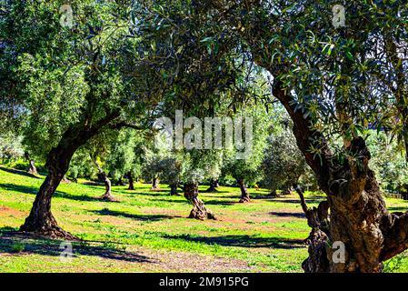 Alte Olivenbäume im Retama Park in Alcala de Guadaira, Sevilla Stockfoto