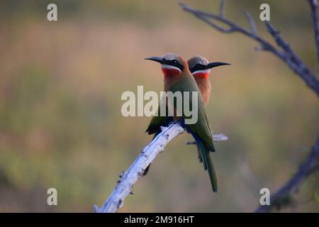 Bienenfresser zeigen lebendige Farben. Schnell, oft in Gruppen und selten noch lange, jedoch oft wieder zum gleichen Blickwinkel. Stockfoto