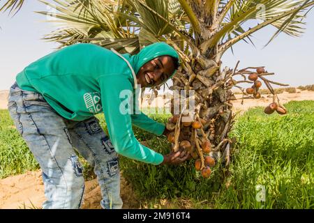 ÄGYPTEN - 16. FEBRUAR 2019: Einheimische Männer zeigen Doum Palm (Hyphaene thebaica) Fruits, Egypt Stockfoto