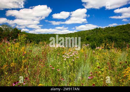 Eine angebaute widflower Wiese im Prompton State Park, Wayne County, Pennsylvania. Stockfoto