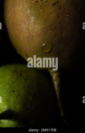 Grüne und gelbe reife Birne mit Wassertropfen auf schwarzem Hintergrund. Zwei isolierte Birnen Stockfoto