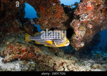 Erwachsene orientalische Süßigkeiten aus dem Indischen Ozean, Plectorhinchus vittatus, einer der schönsten Fische im Ozean, Malediven Unterwasserfoto Stockfoto