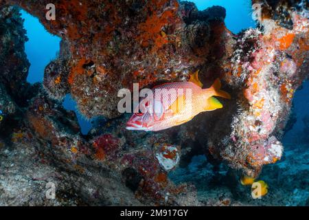 Mangrovenrot Snapperfish versteckt sich zwischen der Korallenformation vor der Strömung Stockfoto