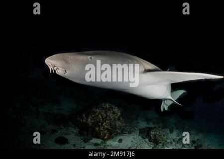 Nachttauchen mit Ammenhai auf den Malediven, Alimatha Jetty, Vaavu-Atoll, Indischer Ozean. Stockfoto