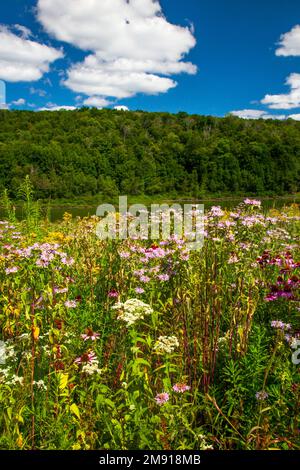 Eine angebaute widflower Wiese im Prompton State Park, Wayne County, Pennsylvania. Stockfoto