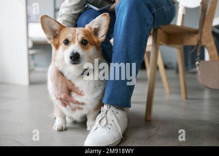 Süßer, flauschiger, reinrassiger welsh pembroke Corgi-Hund, der auf dem Boden von seinem Besitzer sitzt und darauf wartet, dass sie zum Tierarzt in Kliniken gehen Stockfoto