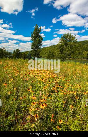 Eine angebaute widflower Wiese im Prompton State Park, Wayne County, Pennsylvania. Stockfoto