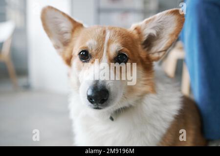 Nahaufnahme des Maulkörpers des süßen, flauschigen walisischen pembroke Corgi-Hundes, der in die Kamera schaut, während er bei seinem Besitzer in der Halle der Tierkliniken sitzt Stockfoto