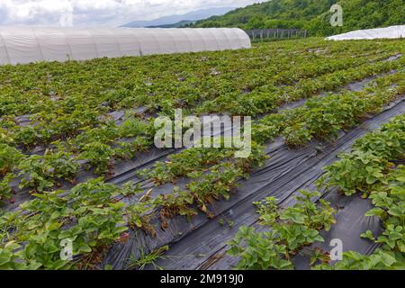 Erdbeeranbau auf perforierter Folie im Feld „Row Fruit Ackerland“ Stockfoto