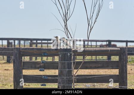 Specht Frisst Ameisen. Wilde Tiere Stockfoto