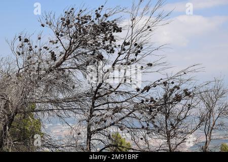 Golanhöhen - Straßen im Norden Israels Stockfoto