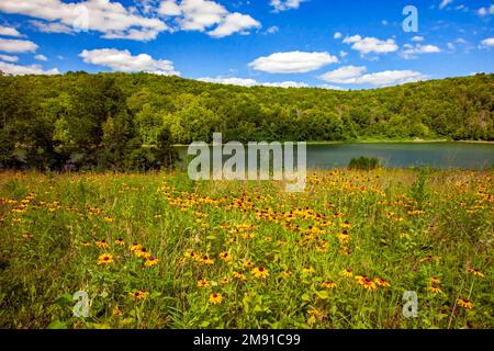 Eine angebaute widflower Wiese im Prompton State Park, Wayne County, Pennsylvania. Stockfoto