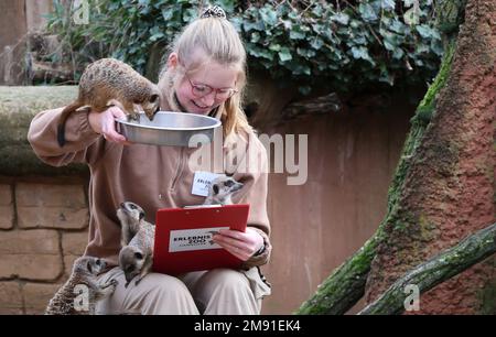 Hannover, Deutschland. 16. Januar 2023. Antonia Prahl, Tierhalter im Zoo Hannover, füttert Erdmännchen. Die Mitarbeiter des Zoos nehmen Inventur auf und zählen alle Bewohner, wiegen und messen sie. Kredit: -/dpa/Alamy Live News Stockfoto