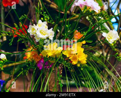 Frische gelbe und weiße Freesia Blumen Bouquet Hintergrund Stockfoto