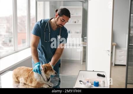 Junger Tierarzt legt Schutzkragen um den Hals des kranken Corgi-Hundes, der vor der Untersuchung und Behandlung auf dem medizinischen Tisch liegt Stockfoto