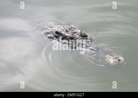 Krokodil auf der Pattaya Crocodile Farm in der Nähe der Stadt Pattaya in der Provinz Chonburi in Thailand, Thailand, Pattaya, November 2022 Stockfoto