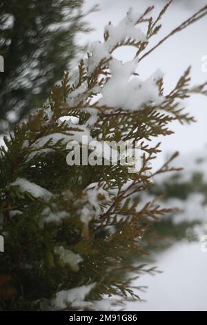 Grüne Thuja-Äste mit Schnee bedeckt. Gefrorene Pflanzen. Wintersaison. Walddetails. Schönheit in der WinterNatur Stockfoto