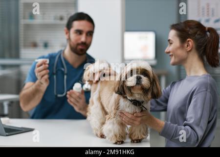 Süßer, flauschiger yorkshire Terrier steht auf dem Tisch von einer jungen Besitzerin, die sich mit dem männlichen Tierarzt berät, der ihre Medikamente berät Stockfoto