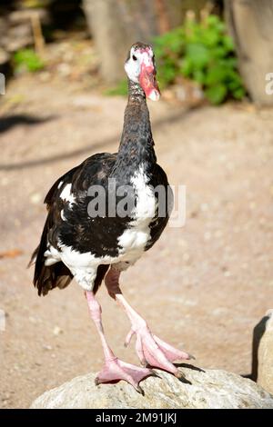 Auf einem Felsen stehende, von vorne sichtbare Gans mit Sporenflügeln (Plectroterus gambensis) Stockfoto