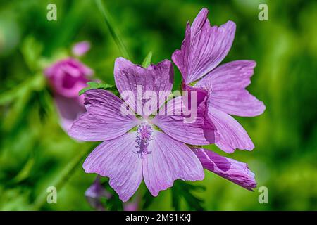 Wilde Geraniumblüten in einer sonnigen Wiese Stockfoto